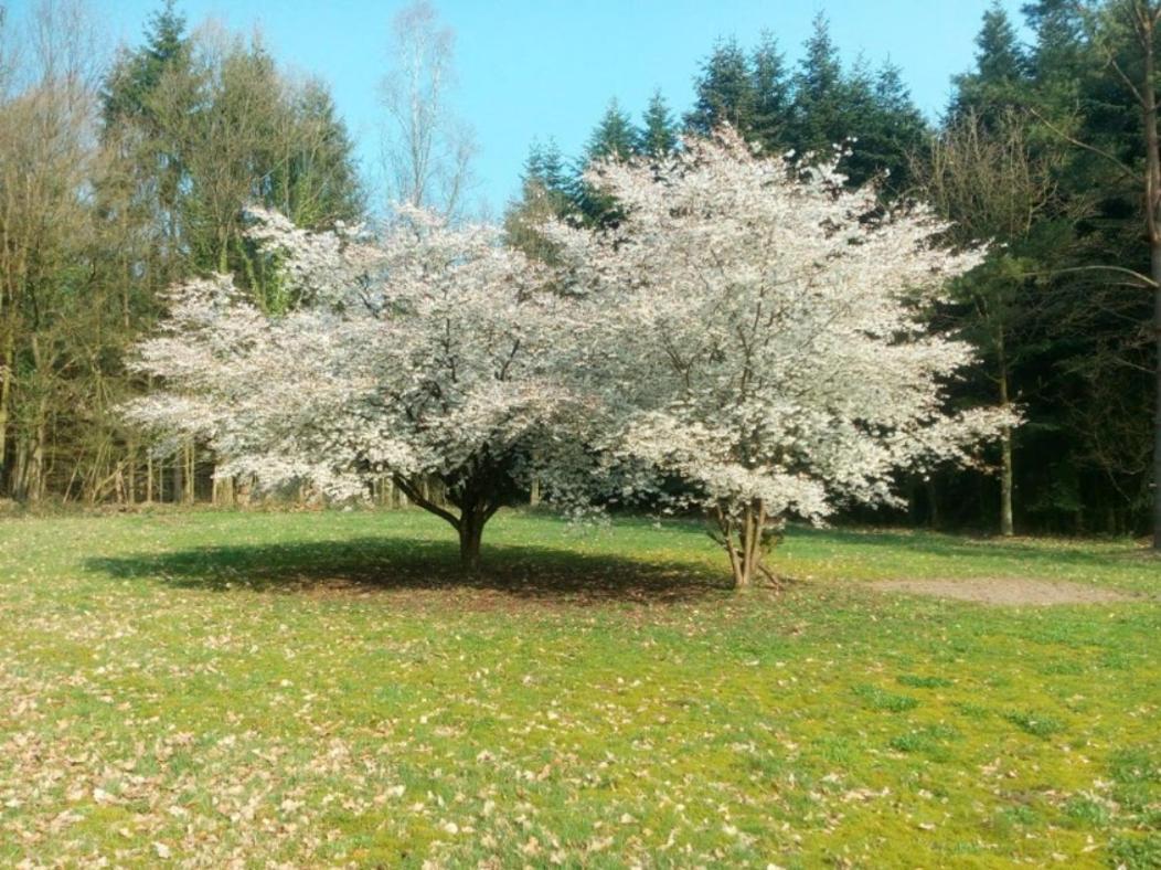 Idyl Daire Wiedenborstel Dış mekan fotoğraf